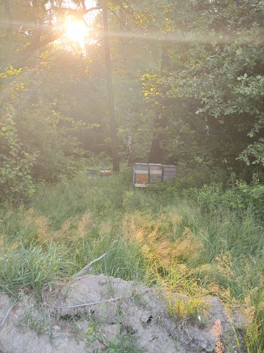 Miód z własnej pasieki