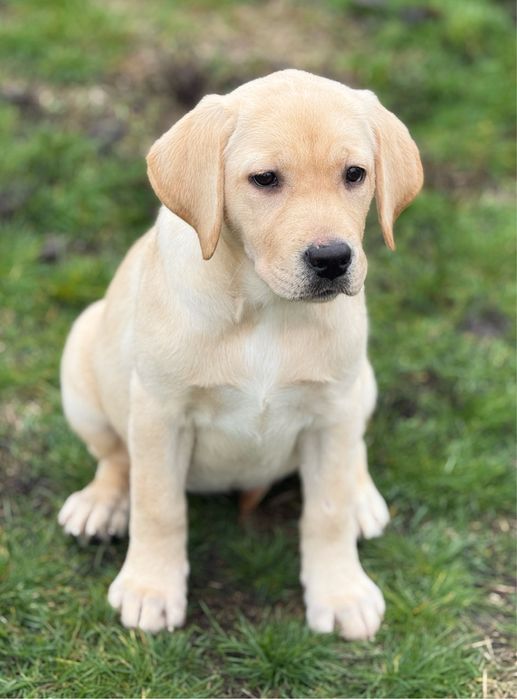 Дівчинка. Розплідник КСУ.