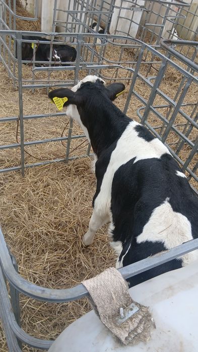 byczki zarlaki simental ncb