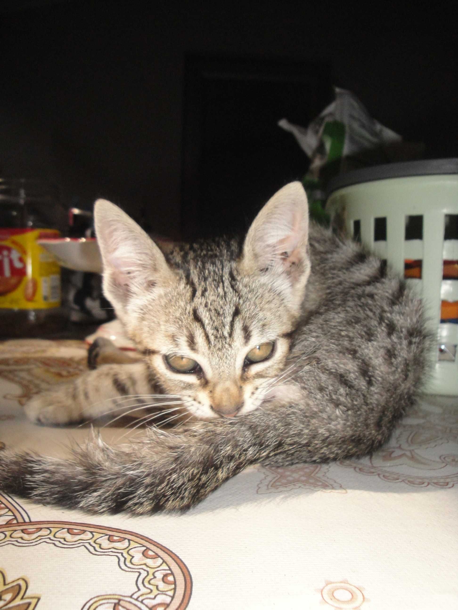 Dou gatinhos - Ofereço 2 latas de comida na adoçao de cada gatinho