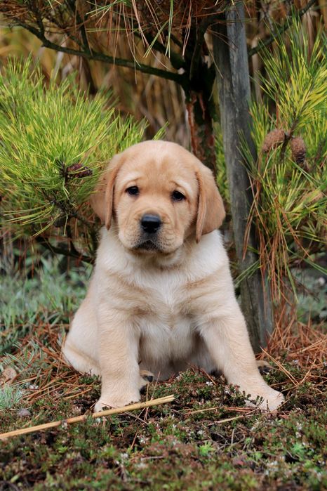 Цуценята Лабрадор ретривер