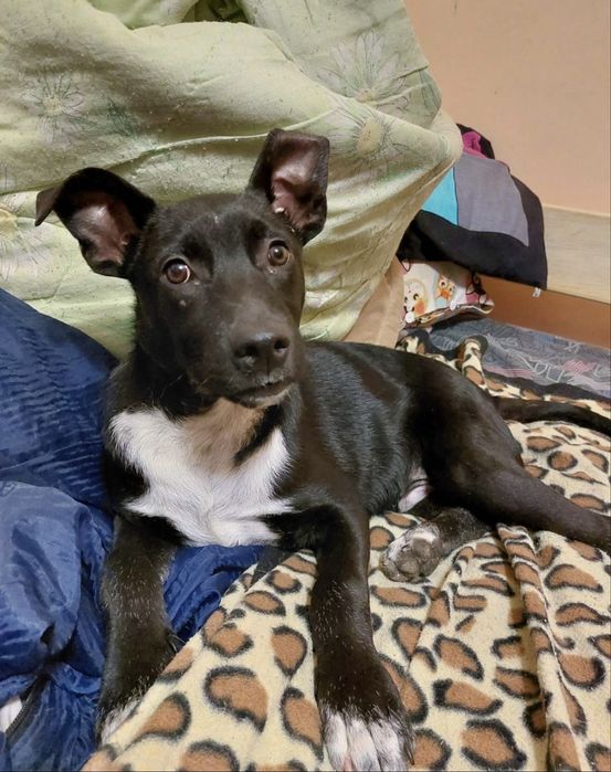 Метис стафа мальчик 6 месяцев в добрые руки