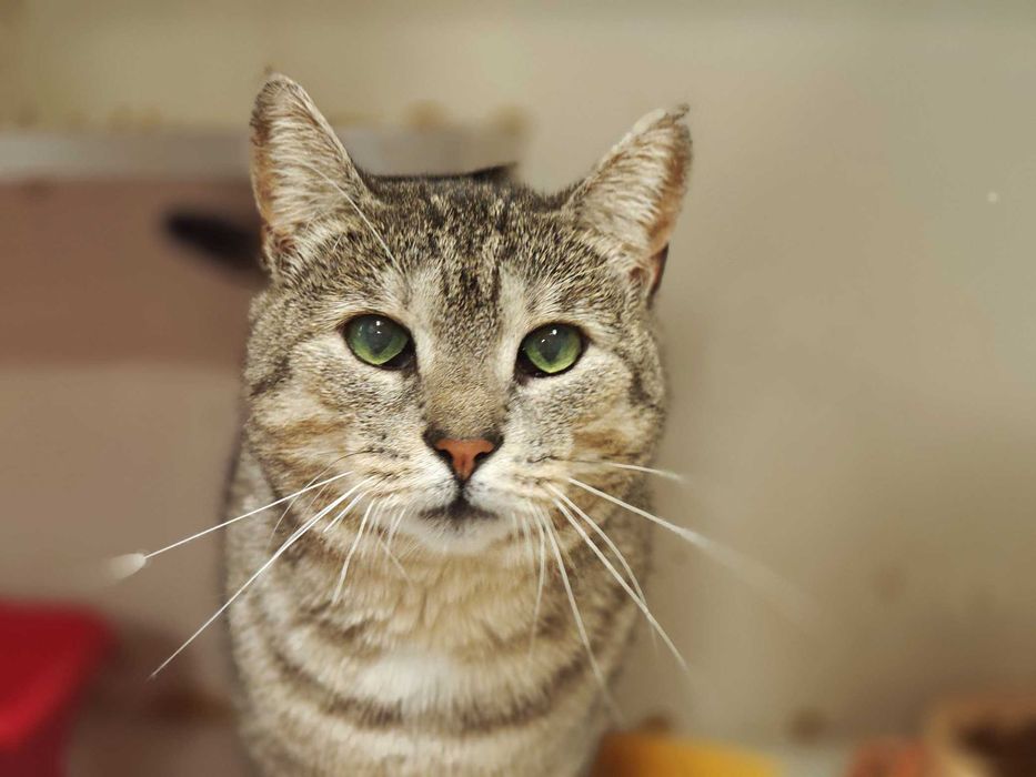 Лагідне чудо позитивна товариська кішка-няшка Аста 1,5р.