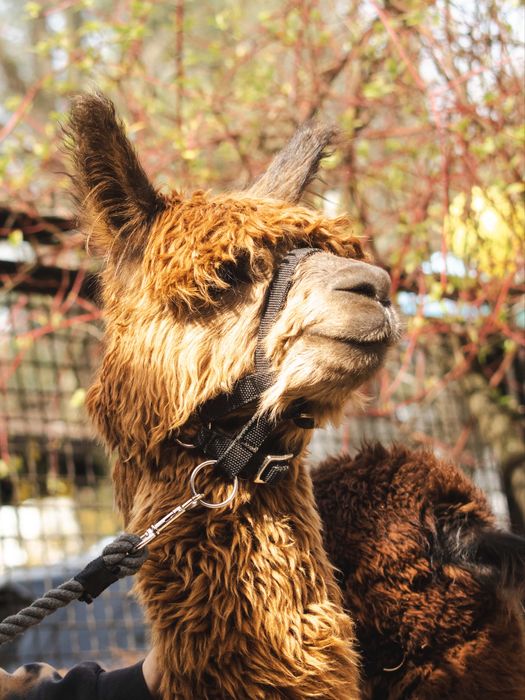 Alpaka samiec suri