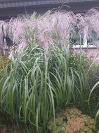 Miskant chinski bordowy biały wysokie piękne ozdobne trawy