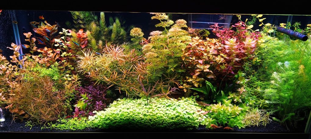 Do akwarium 80 cm - lampa powerled ze sterownikiem