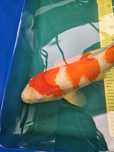 Carpa Koi - Kohaku FÊMEA 52cm