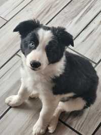 Suczka border collie