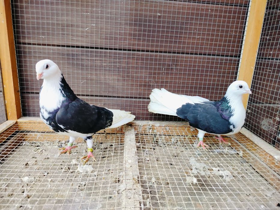 Gołębie zamojskie bociany