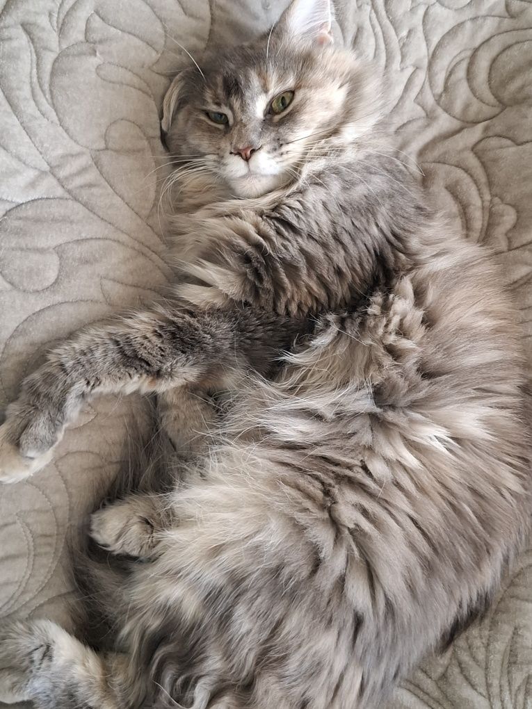 Sprzedam śliczną kotkę Maine Coon