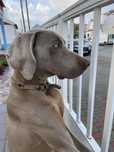 Braco Weimaraner para Adoçao responsavel