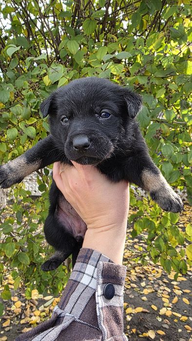 Цуценята в добрі руки