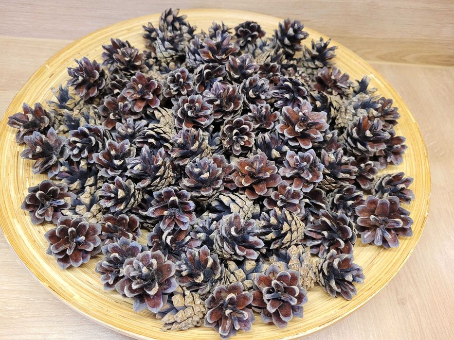 dodatki jesienne do szkoły / przedszkola kasztany ze skórką