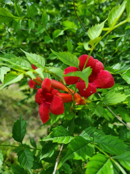 Кампсис. Текома. Лиана