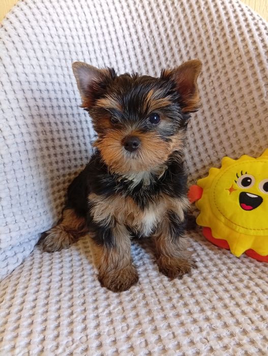 Yorkshire Terrier ZKwP FCI suczka