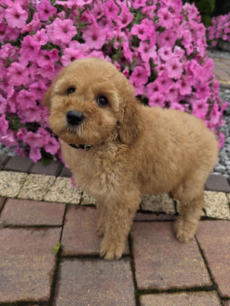 Golden Doodle Bily mini  do 15 kg