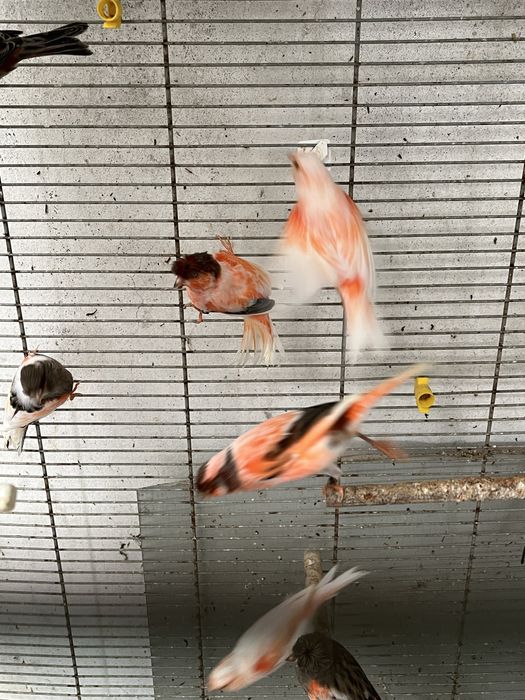 Vendo canario Arlequim Portugue ou lote de 25