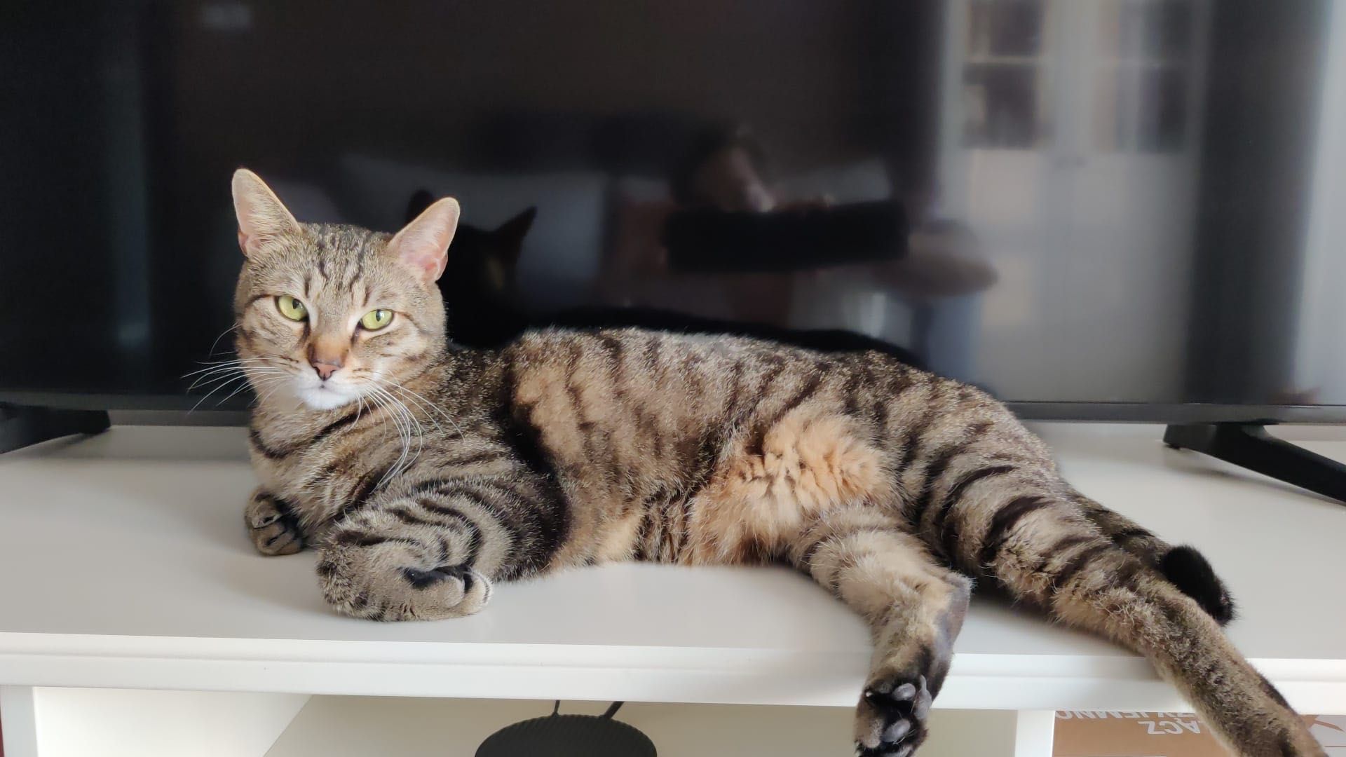 Dwa koty do adopcji, Aramis i Portos