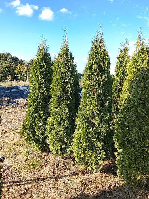 Thuja Smaragd 200cm z GWARANCJĄ
