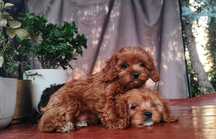 Urocze Szczenięta Cavapoo  • GOTOWE DO ODBIORU •