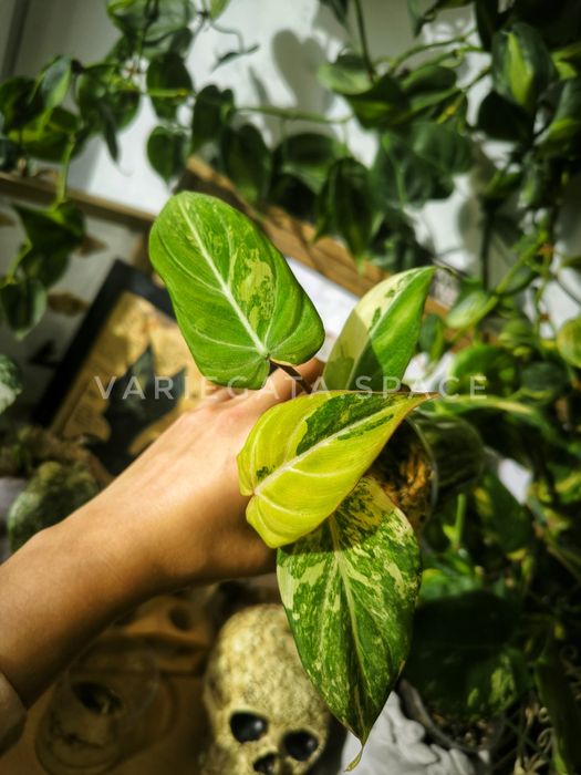 Philodendron Gloriosum tricolour variegata filodendron tricolor