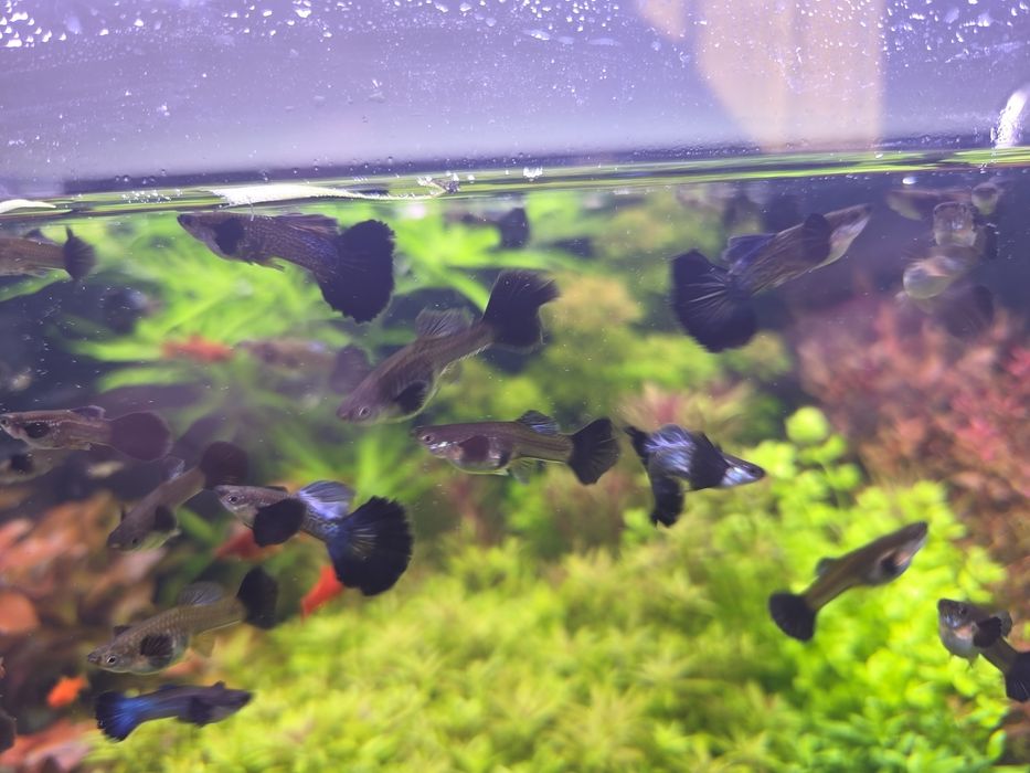 Gupik blue dragon dumbo halfmon