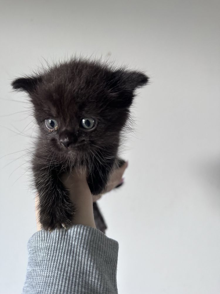 Кошеня британець