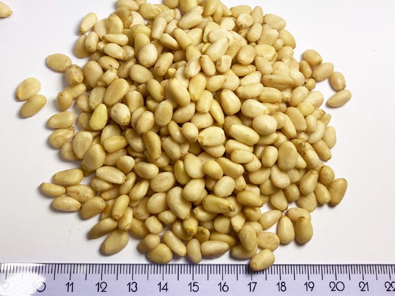 Orzechy pini 1 gat. piniowe hurtowo op 10 kg