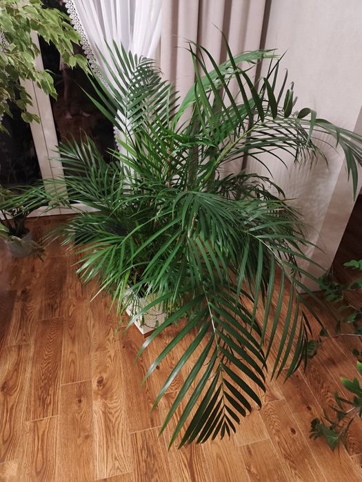 Palma ARACA doniczkowa