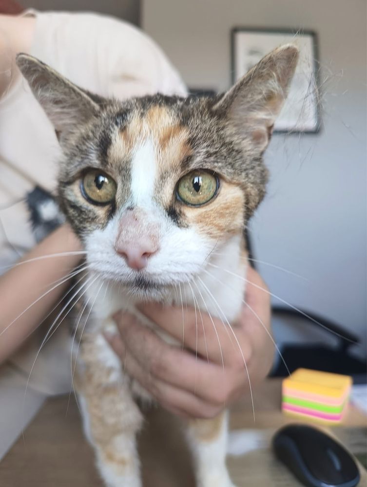 Aussie śliczna kotka do adopcji