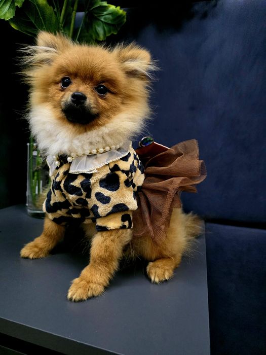 Szpic miniaturowy Pomeranian Boo 2xszczepienia wyprawka I legowisko