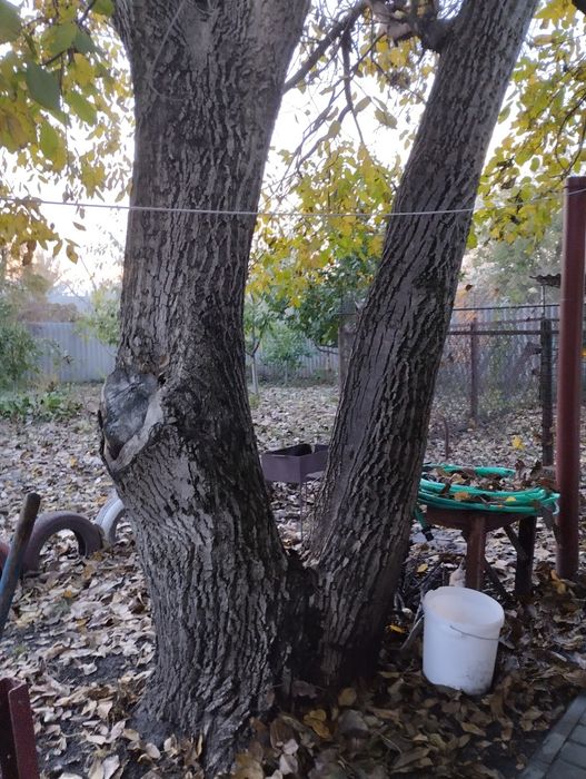 дрова з горіха безкоштовно!