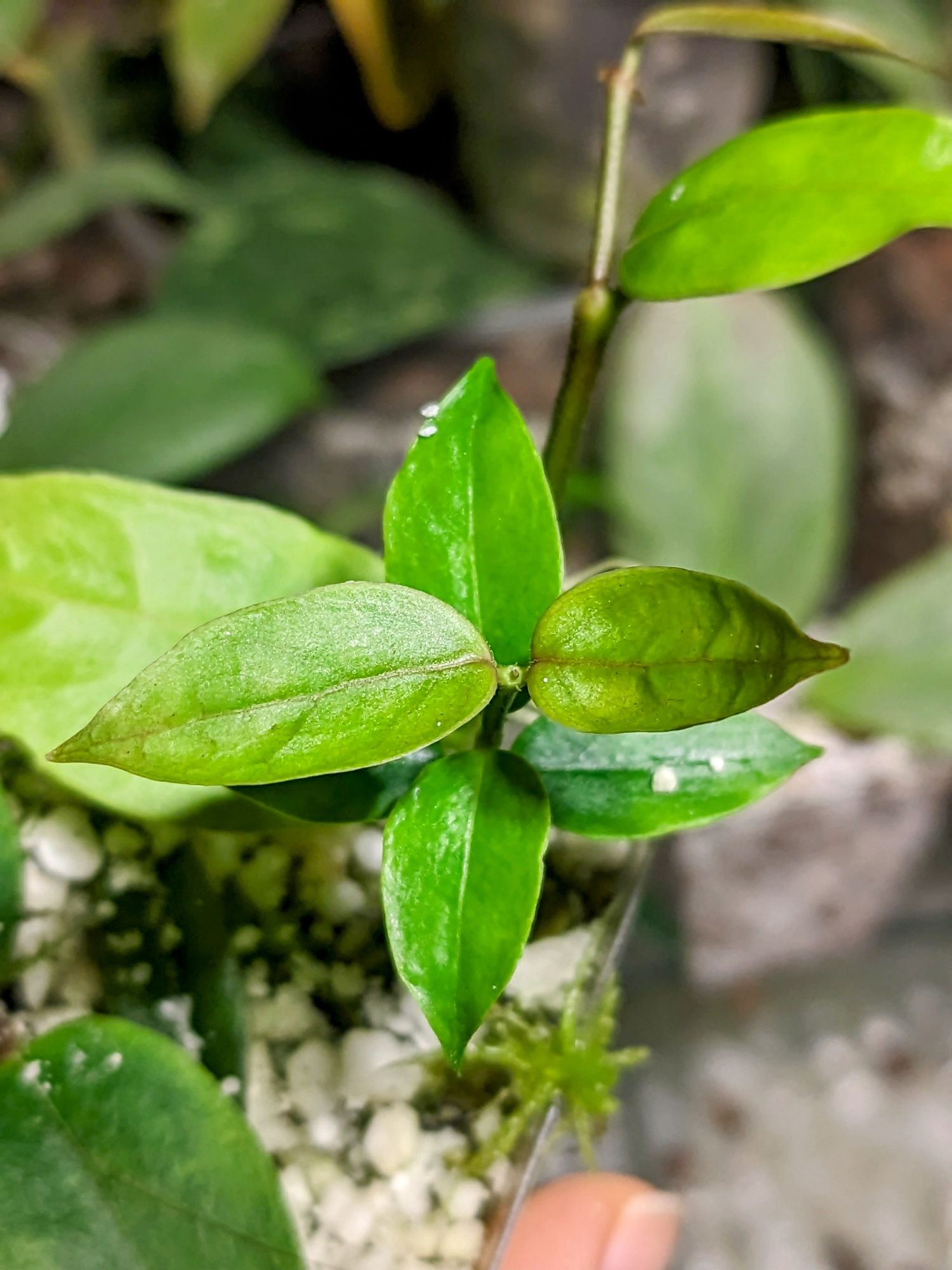 Hoya Amicabilis S. Obscura Silver, Acuminata, Suet Jade, Pandurata in.