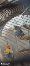 Papuga falista spokojny samczyk