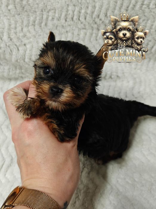 Sunia Yorkshire terrier mini tricolor