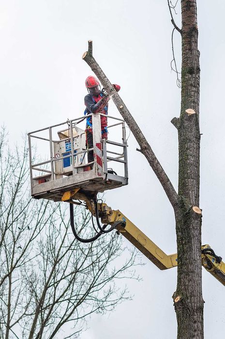 Wycinka pielęgnacja drzew, wycinanie, przycinanie, czyszczenie działek
