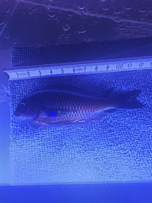 Tropheus Moliro F1 samce