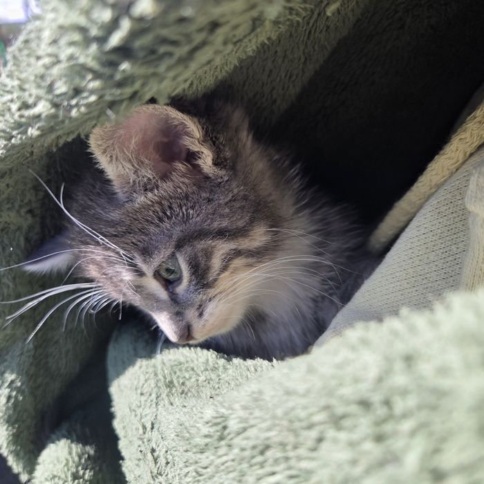 Гарненьке сіре кошенятко