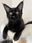 Maine Coon Czarny kocurek
