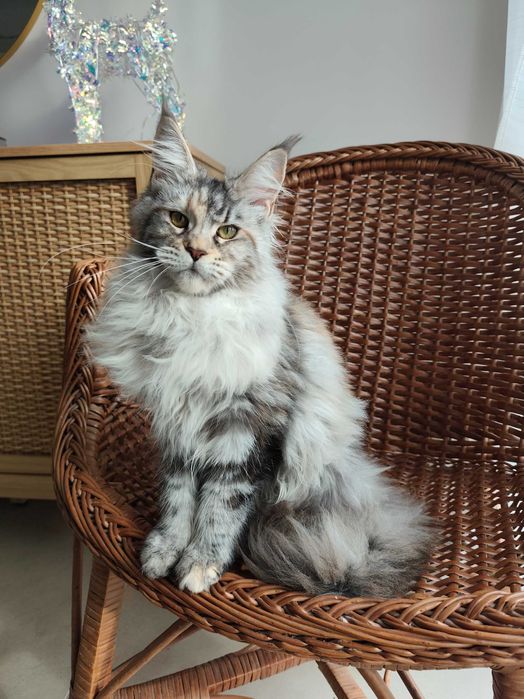 Lindíssima Maine coon