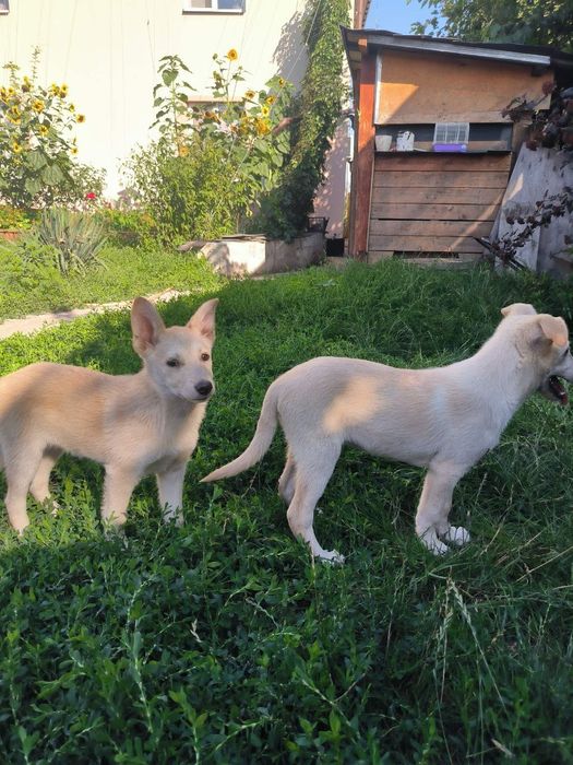 Ларс і Лорна шукають родини