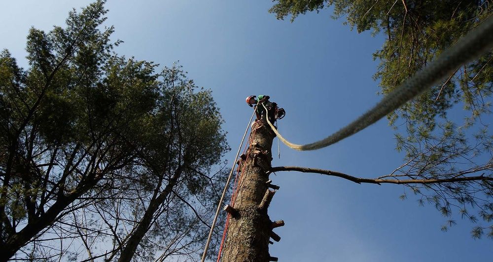 Wycinka drzew, przycinanie drzew, alpinistycznie / z podnośnika