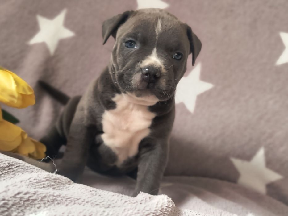 Amerycan Stafford terrier