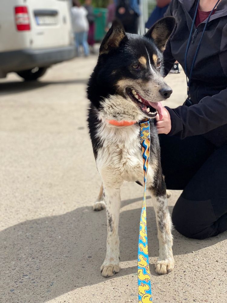 Shark mlody psiak do pilnej adopcji