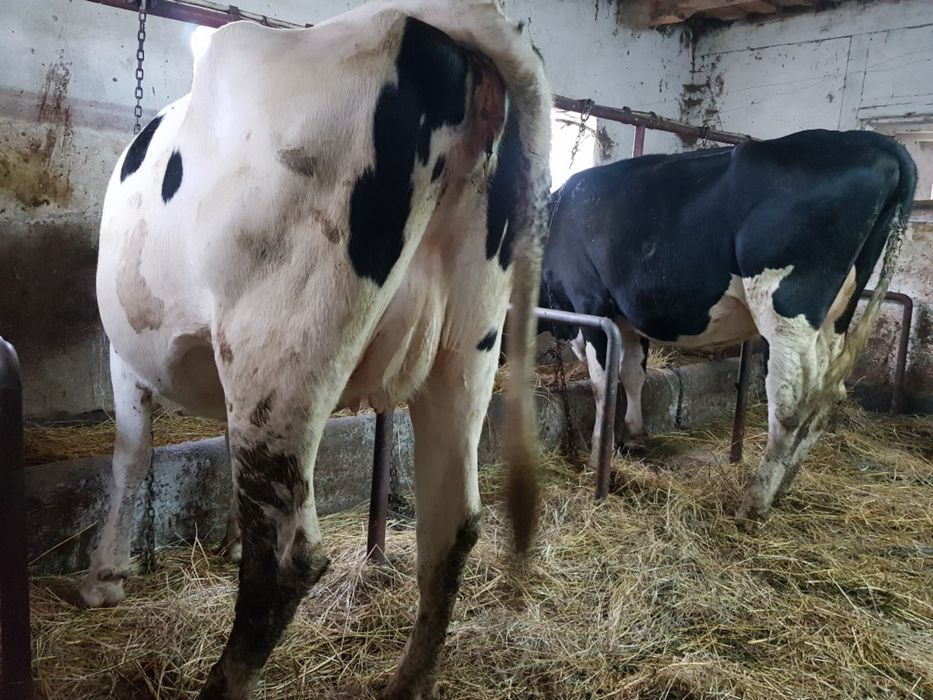 Jałówki Wycielone Hodowlane Użytkowe HF Wysokomleczne