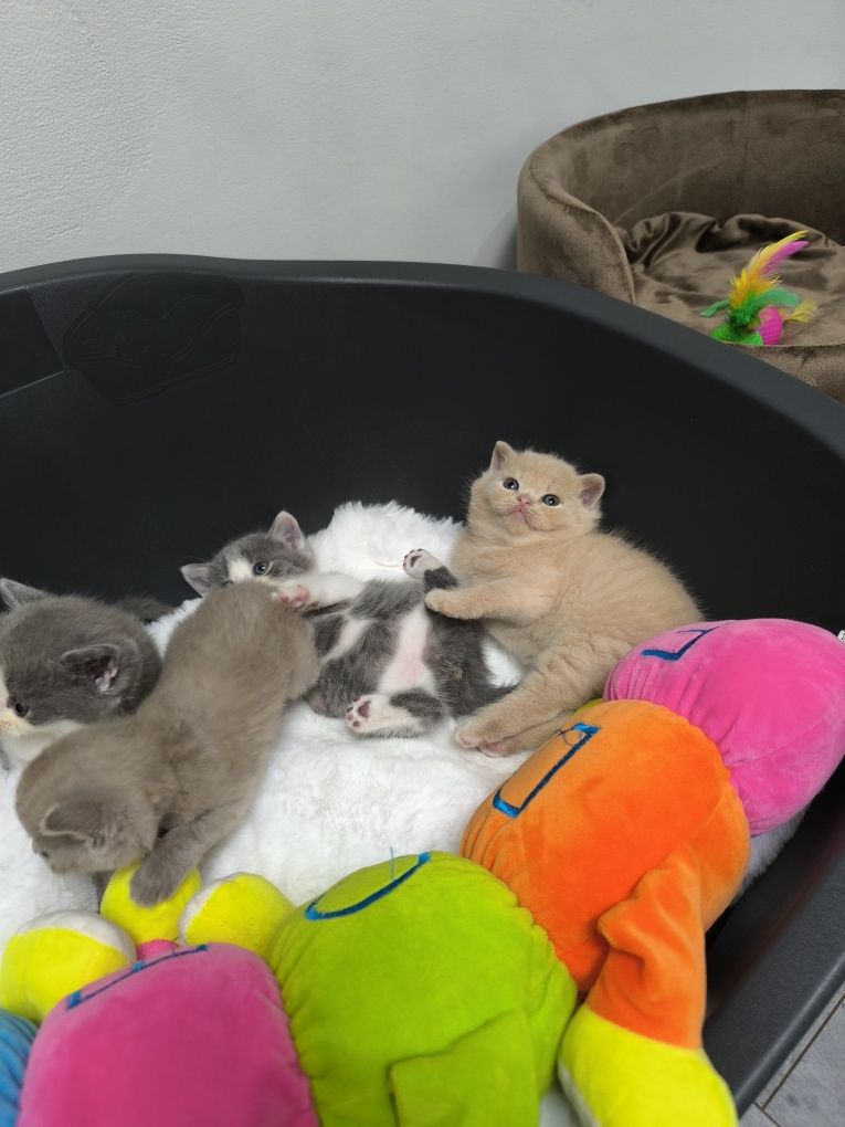 Kot Brytyjski kremowy Simba odbiór lipiec sierpień