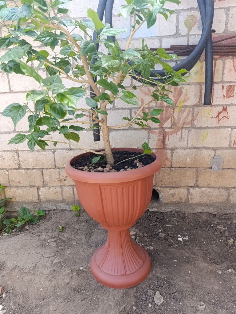 Продам гибискус .
