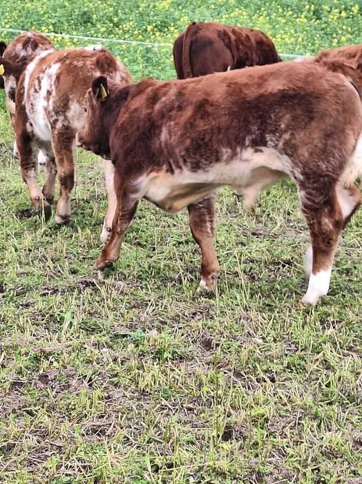 Odsadki na sprzedaż