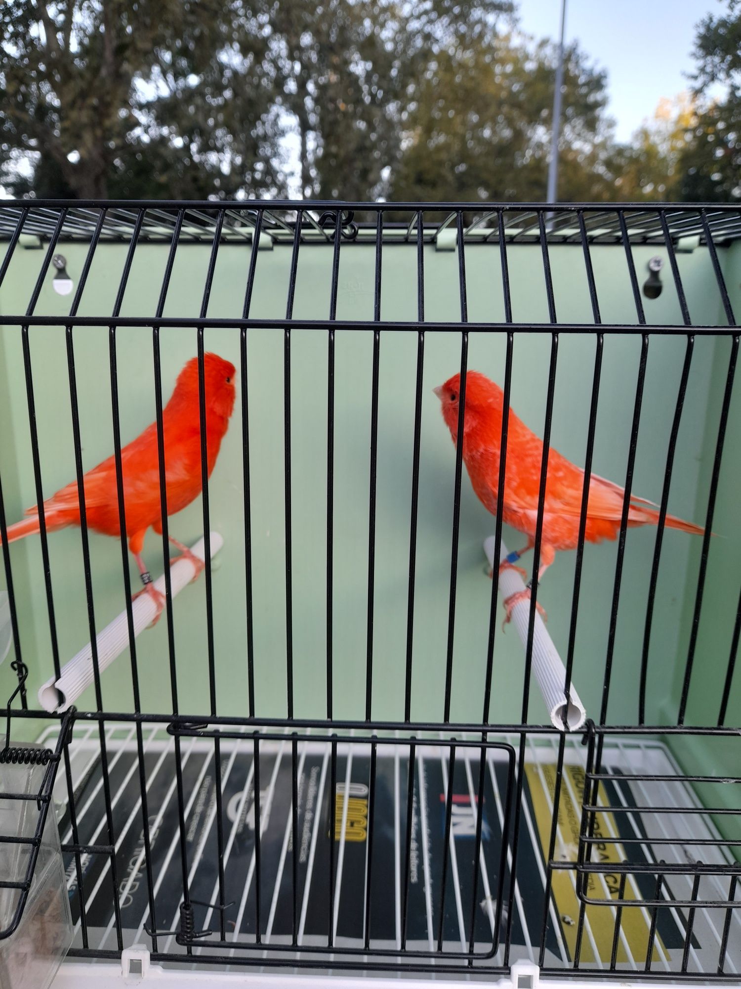 Canarios vermelho