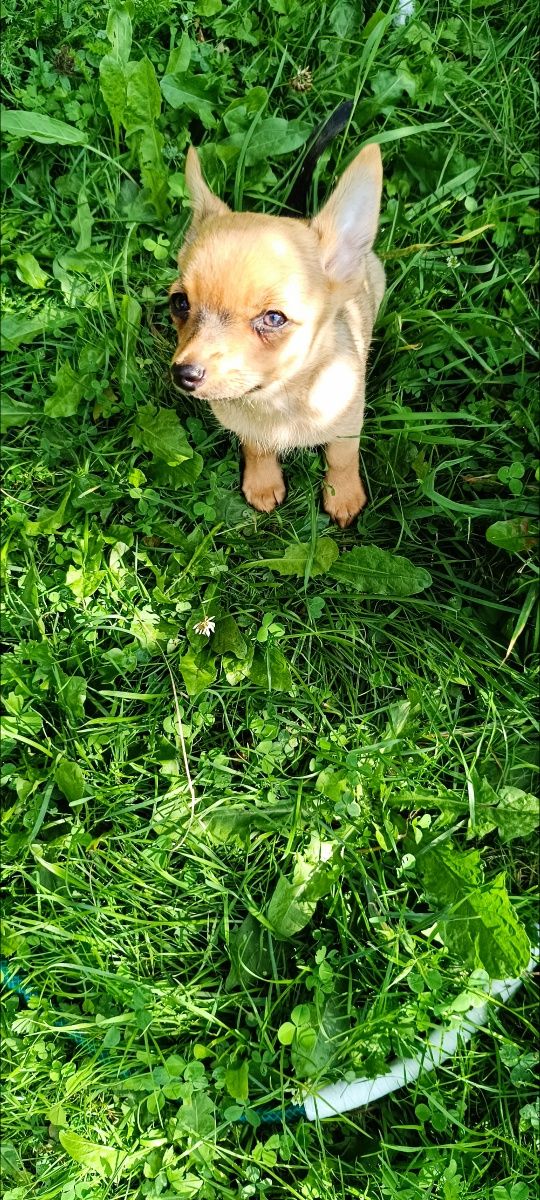 Chihuahua piesek